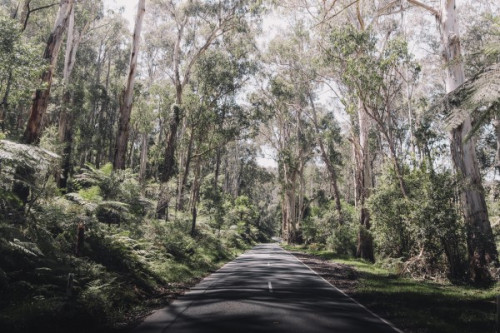 A road through thick Australian bushland with dappled light shining through the tree canopy
